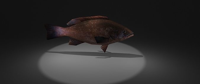 Mycteroperca fish Low-poly 3D model