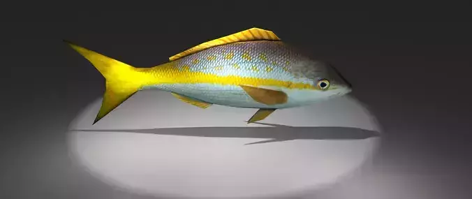 Yellowtail Snapper