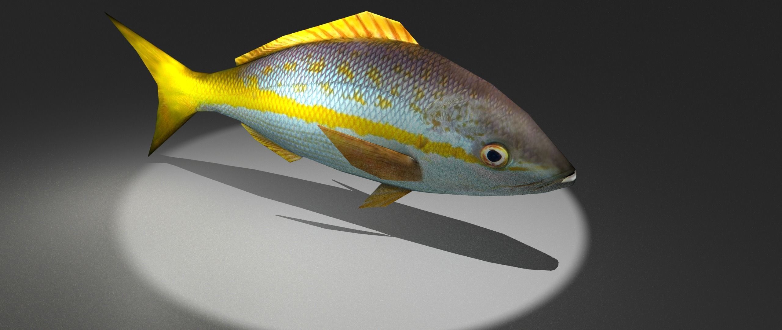 Yellowtail Snapper Low-poly 3D model_4