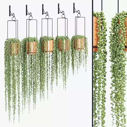 Everalda hanging plants