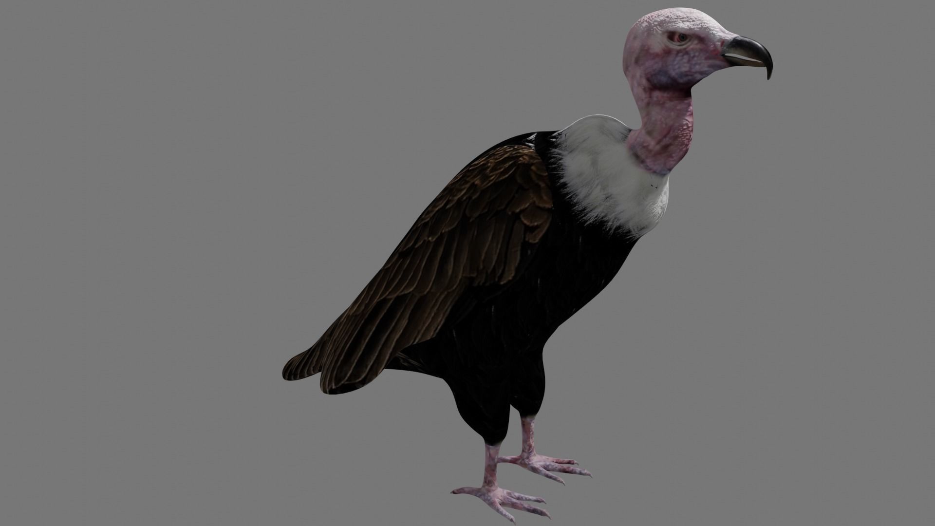 Vulture Condor Low-poly 3D model_3