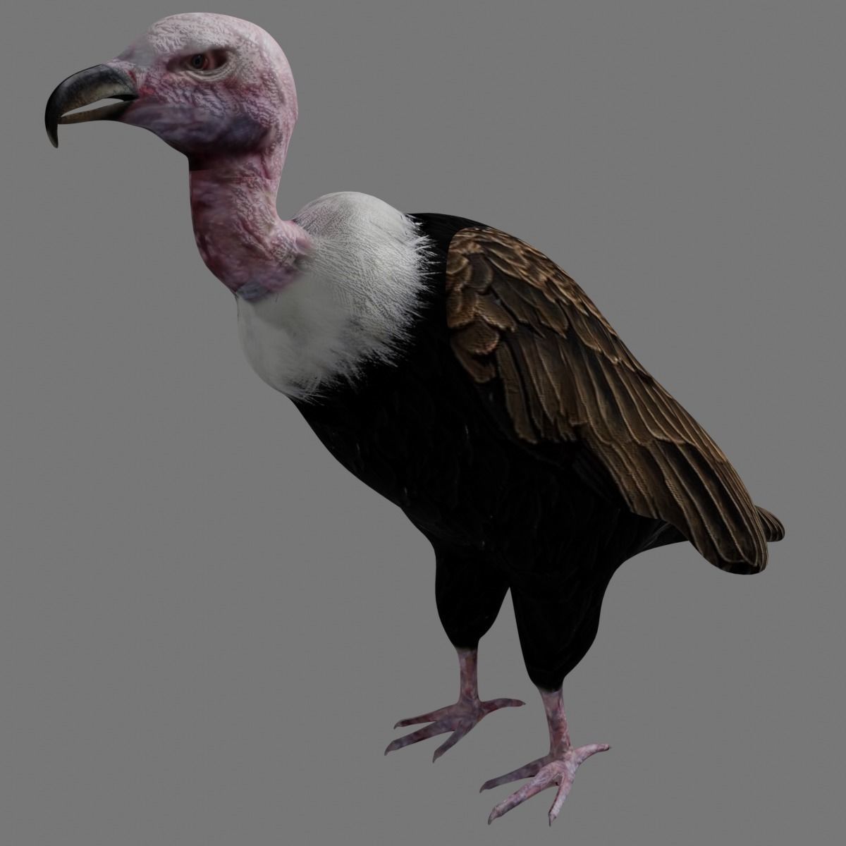 Vulture Condor Low-poly 3D model_5