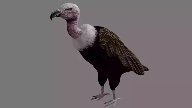 Vulture Condor Low-poly 3D model