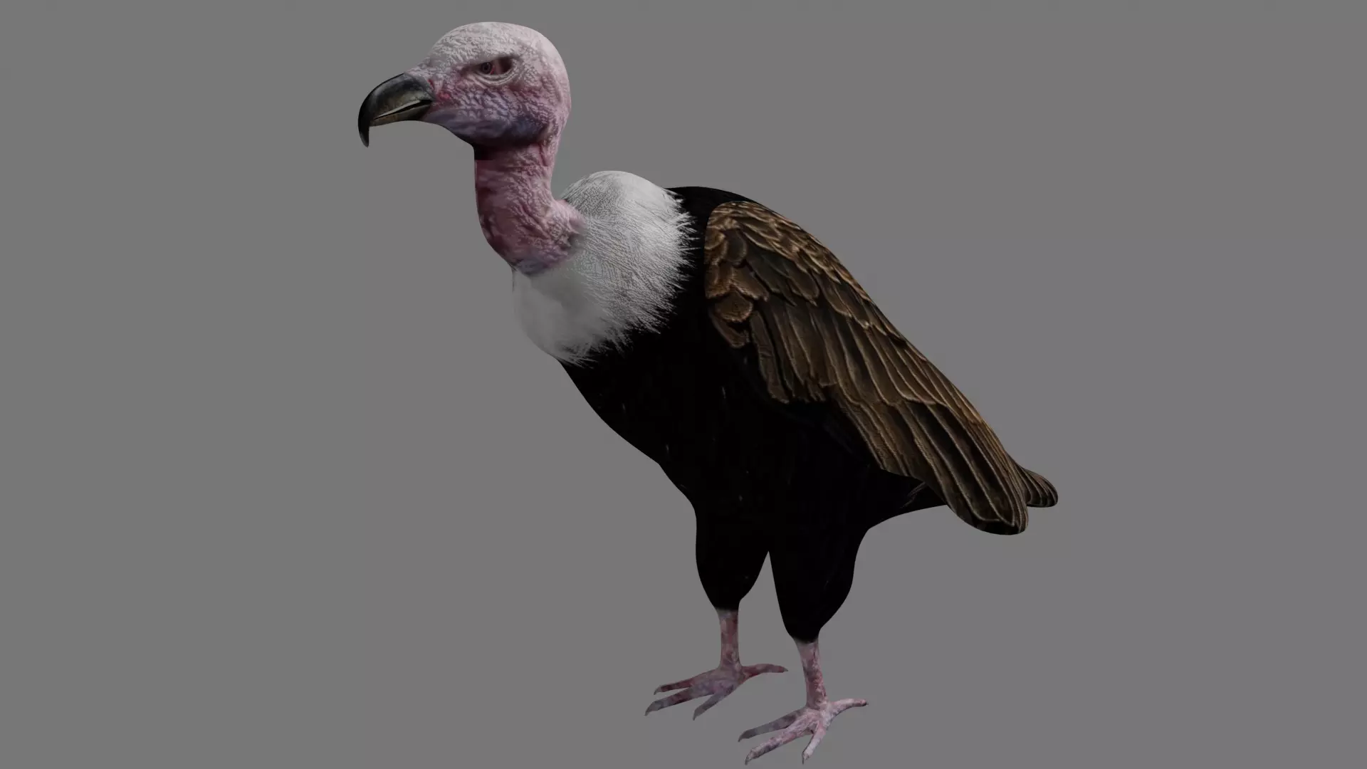 Vulture Condor Low-poly 3D model_0