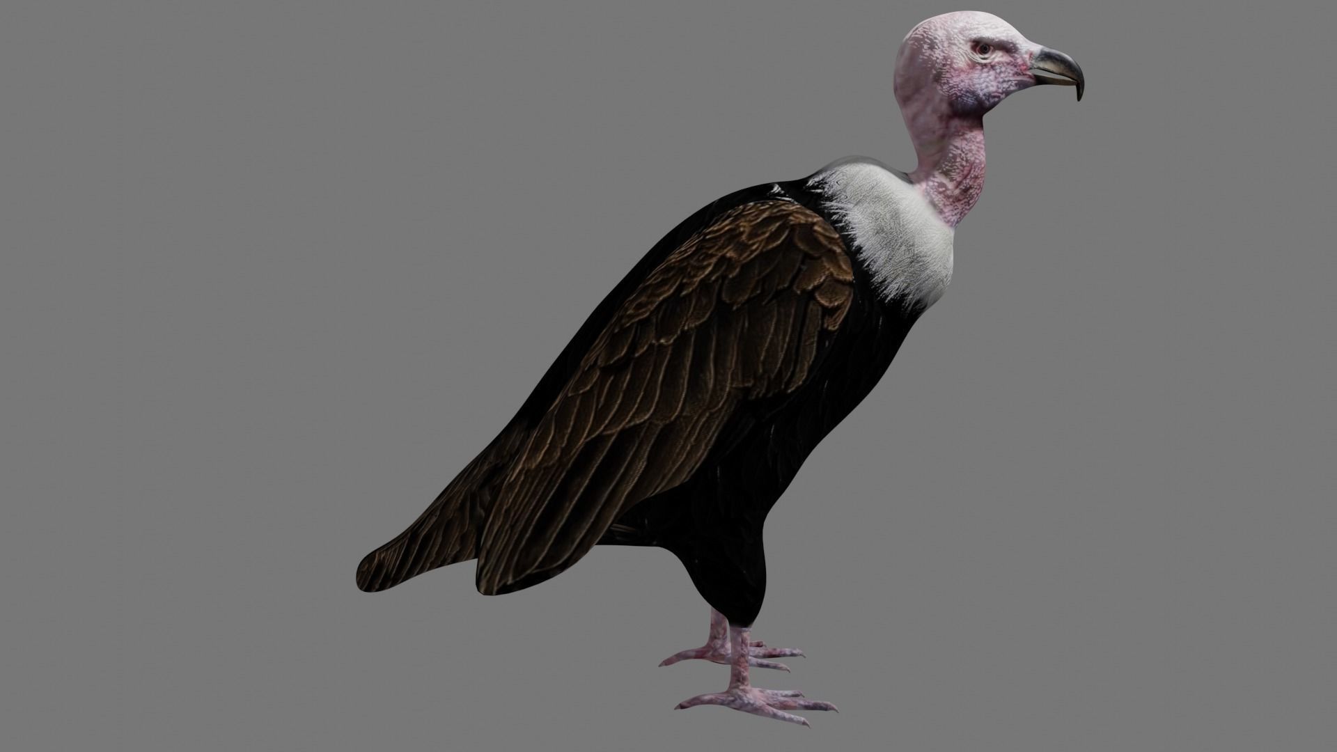 Vulture Condor Low-poly 3D model_4