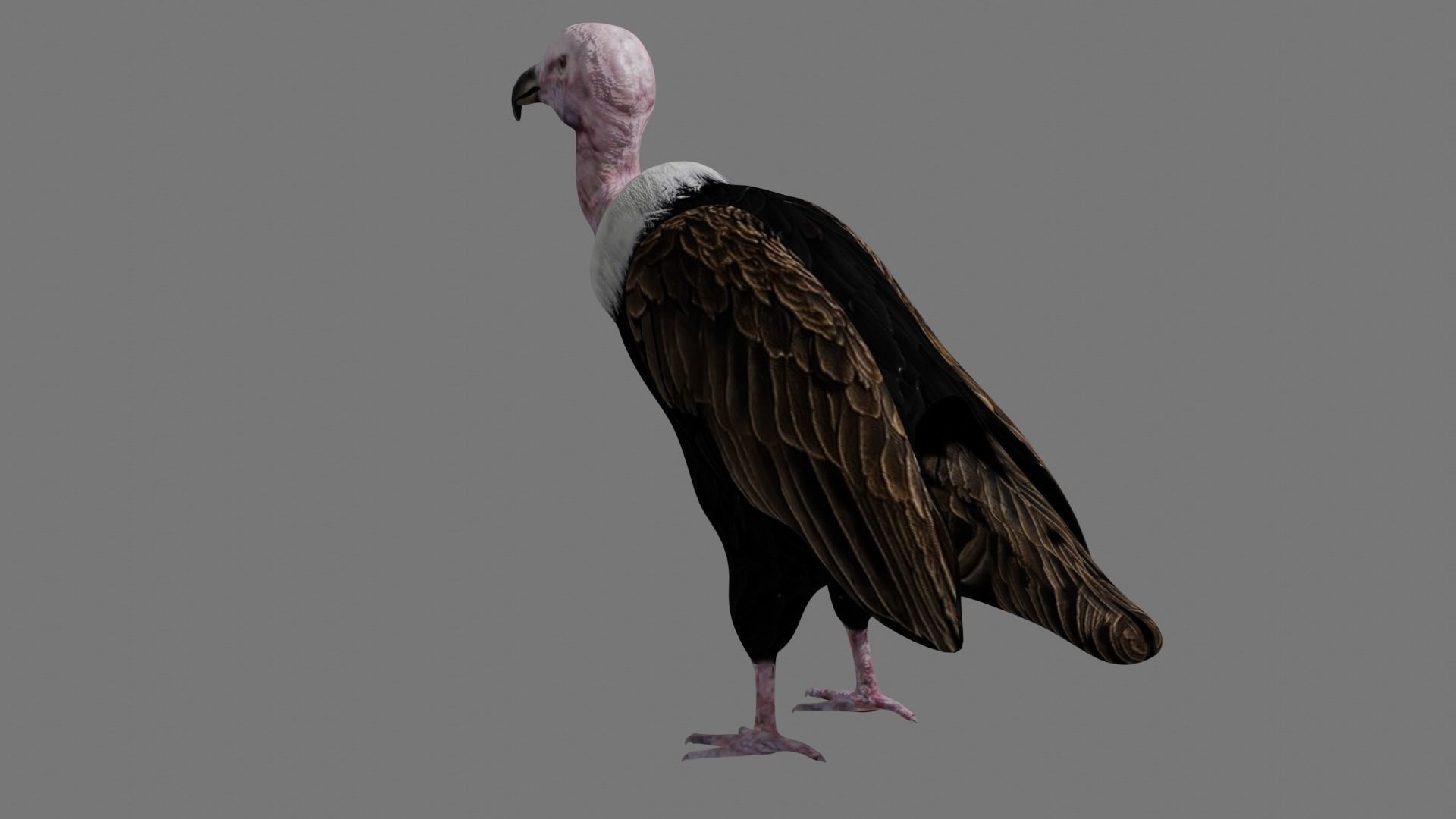 Vulture Condor Low-poly 3D model_1