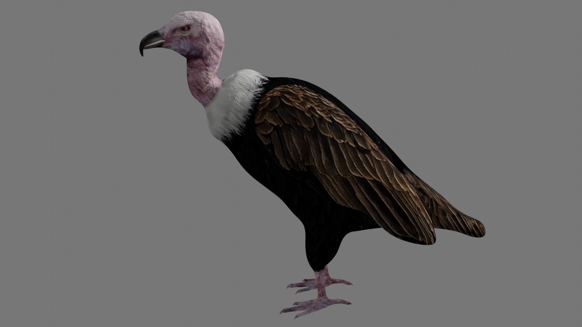 Vulture Condor Low-poly 3D model_2