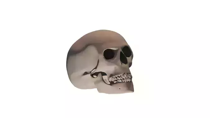 Human Skull