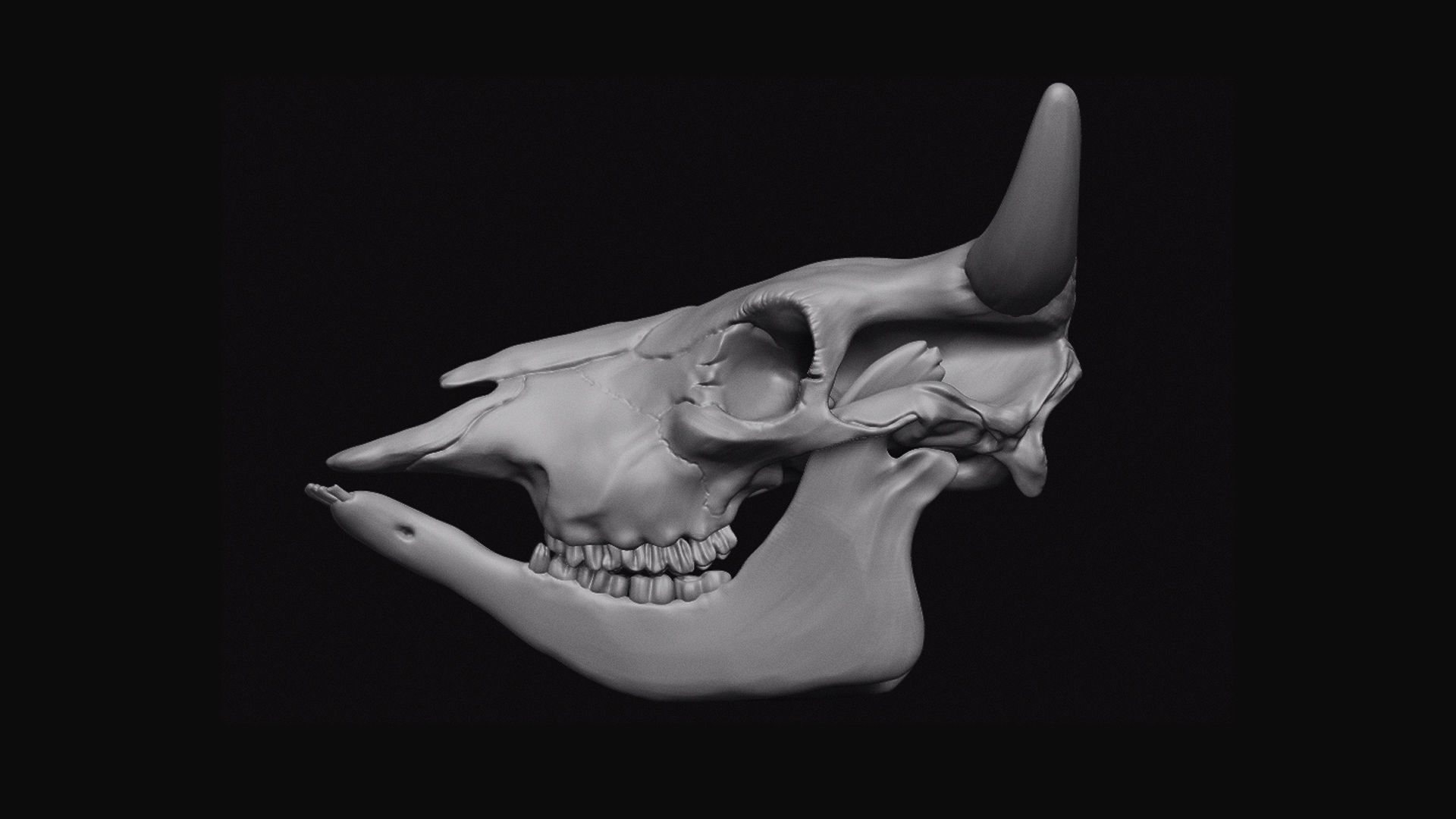 Cattle Skull 3D model_5