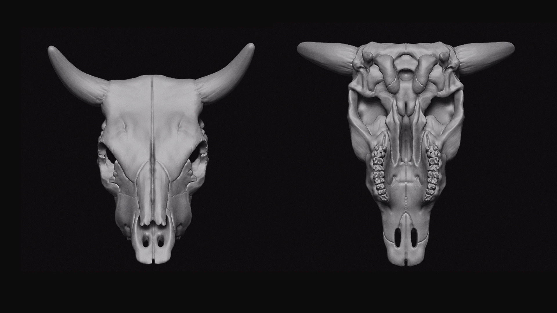 Cattle Skull 3D model_2
