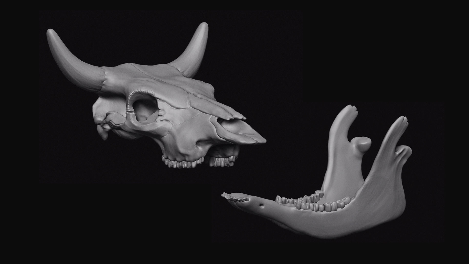Cattle Skull 3D model_3