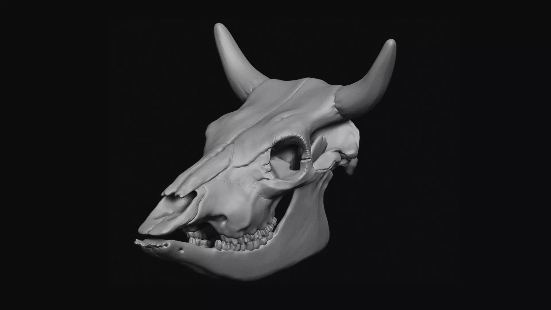 Cattle Skull 3D model_0