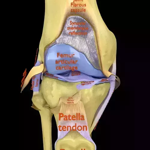 Knee joint cut open detail labelled 3D model
