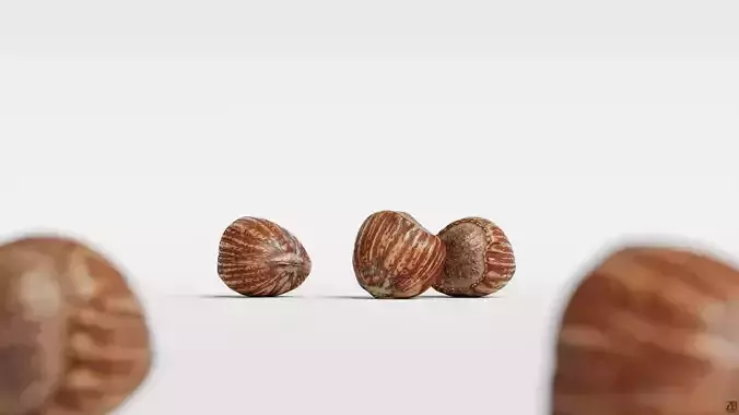Hazelnut 3D model