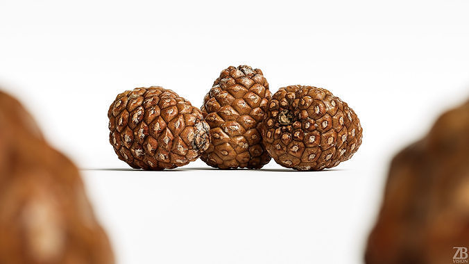 Pinecone 3D model