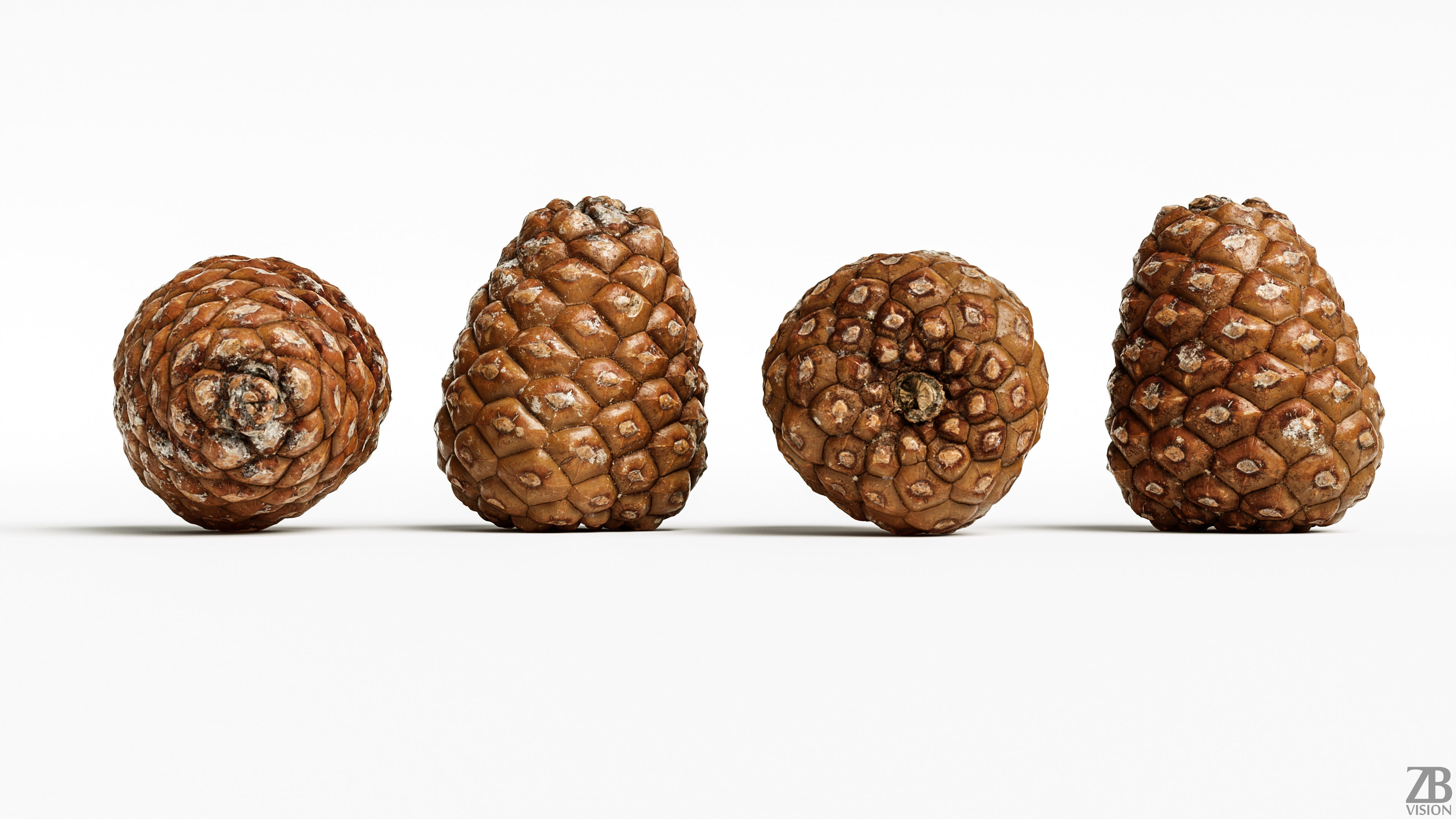 Pinecone 3D model_3