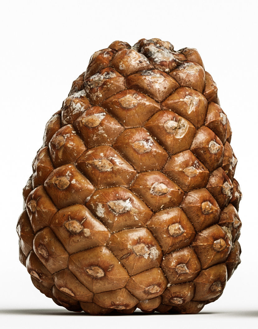 Pinecone 3D model_5