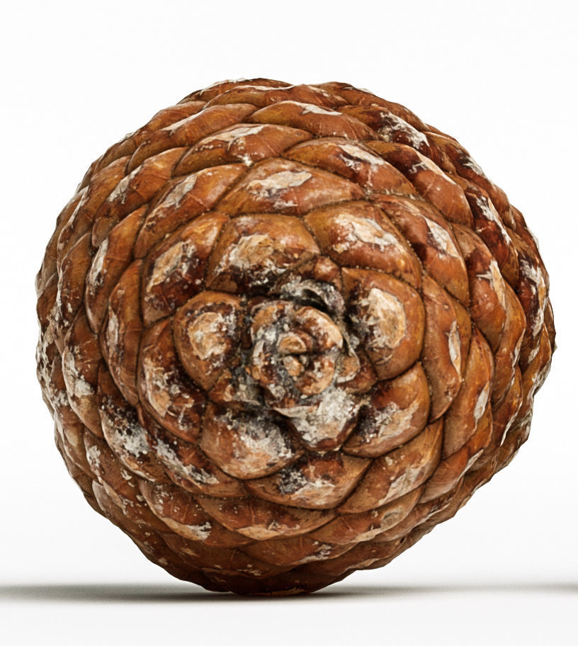 Pinecone 3D model_4