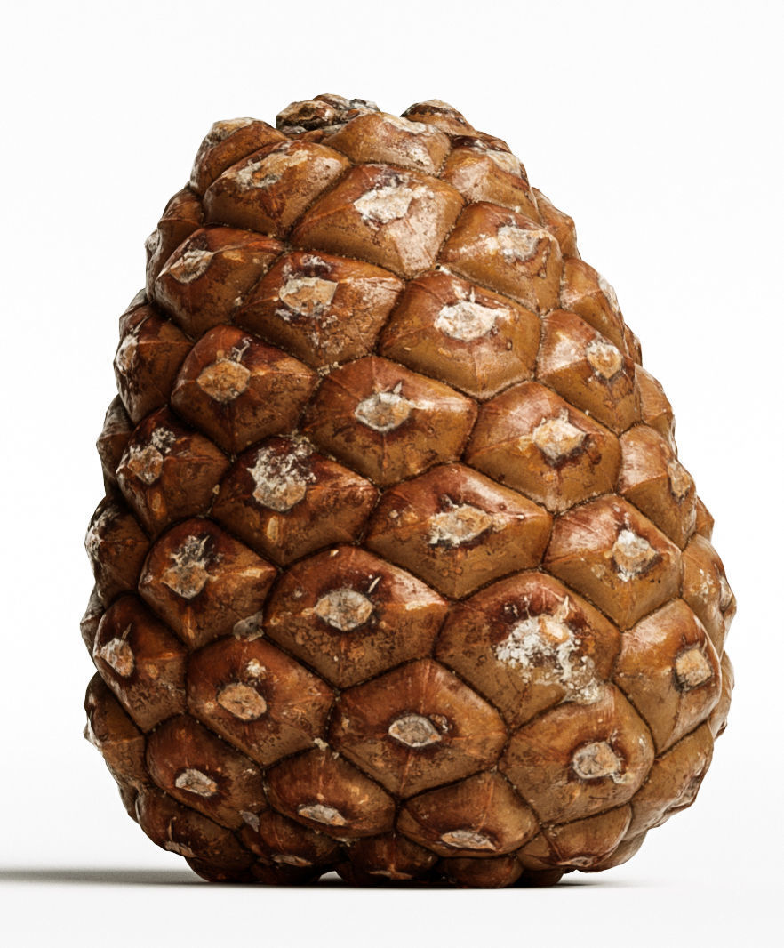 Pinecone 3D model_7