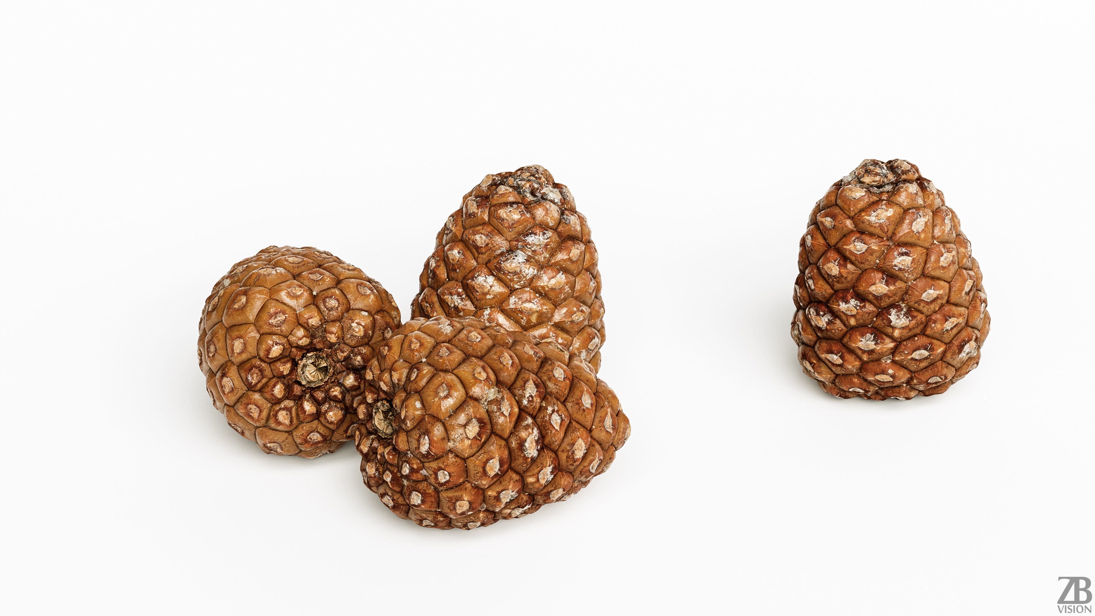 Pinecone 3D model_2