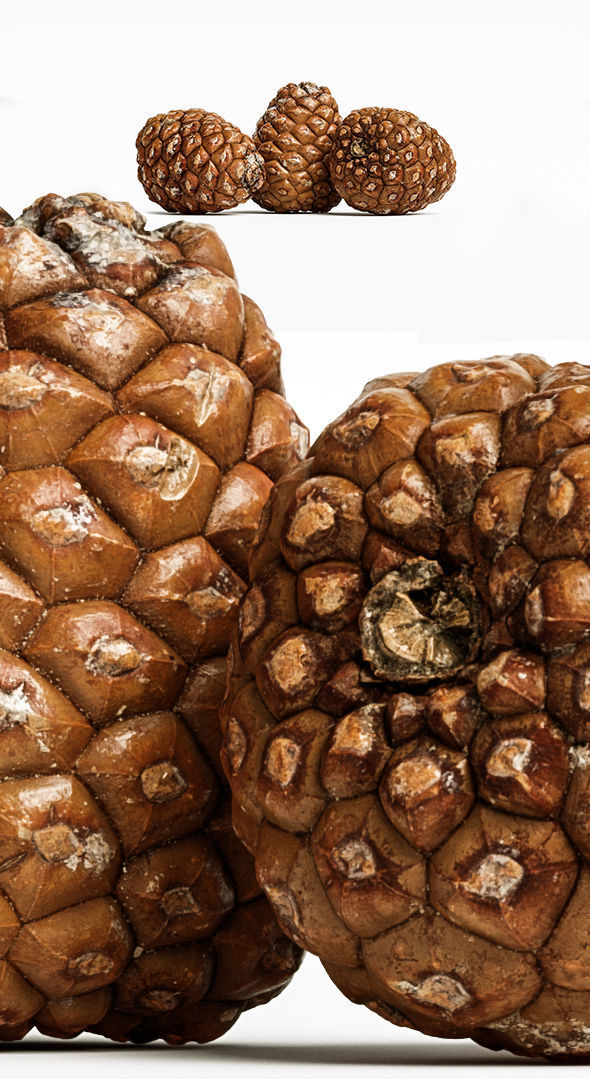 Pinecone 3D model_11