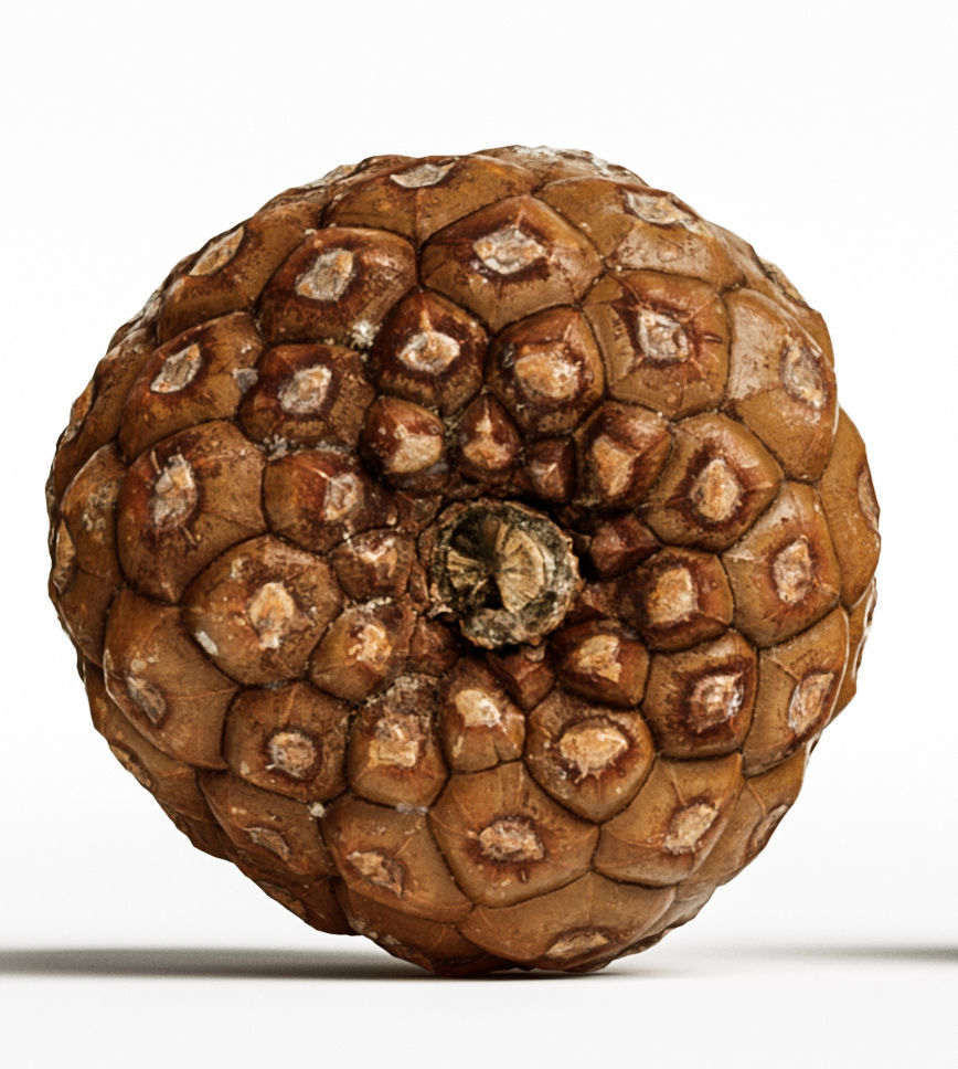 Pinecone 3D model_6