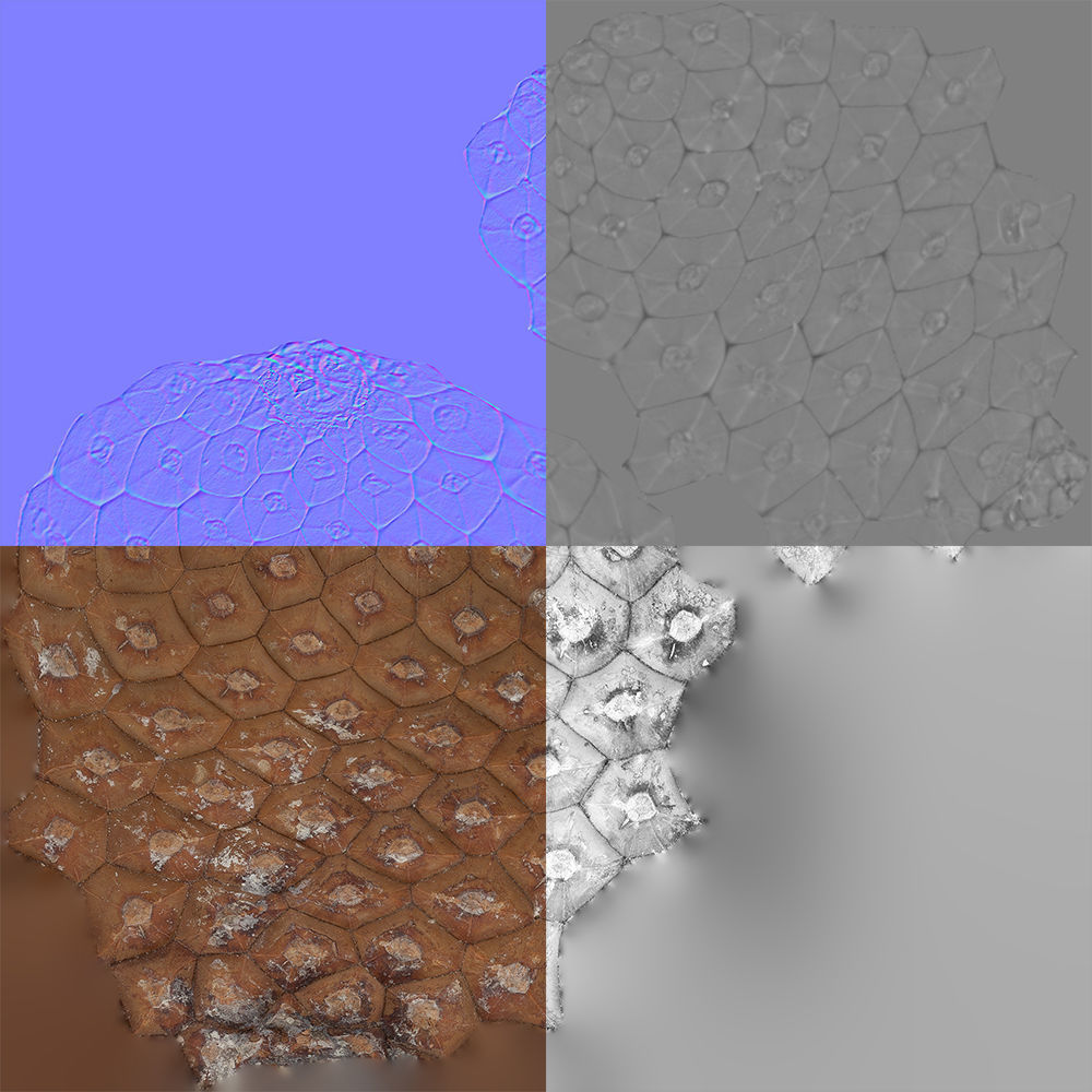 Pinecone 3D model_10