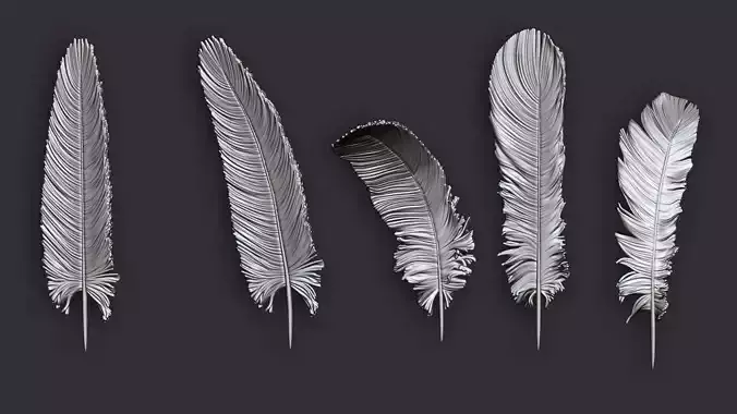Feathers for 3d print 5 types 3D print model