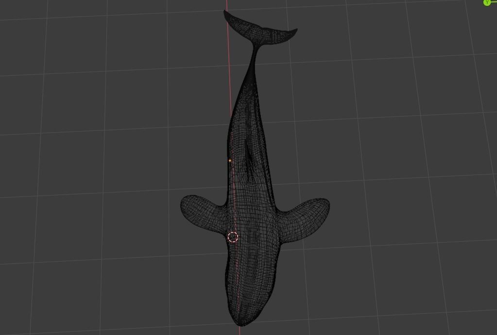  killer whale Free 3D model_3