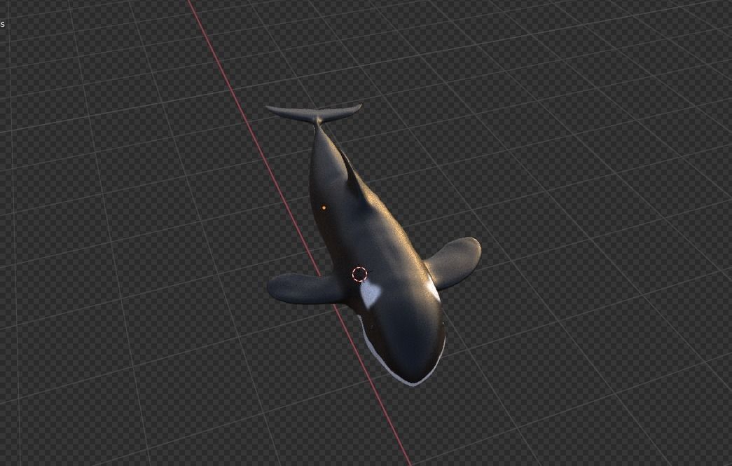  killer whale Free 3D model_4