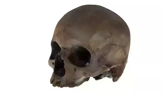 Realistic Human Skull High Poly 