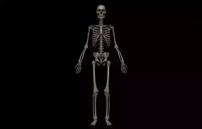 HD Male Skeletal System