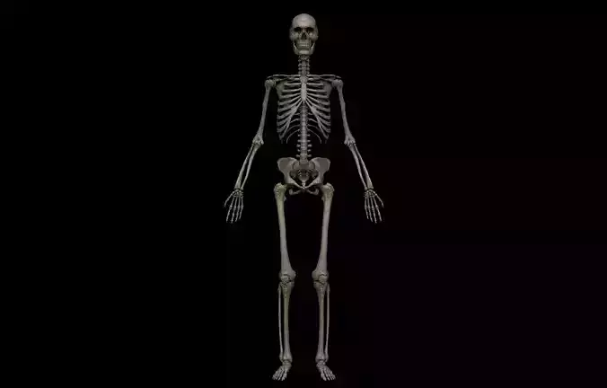 HD Female Skeletal System