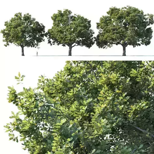 Common oak Nr3 H16-19m Three trees 3D model