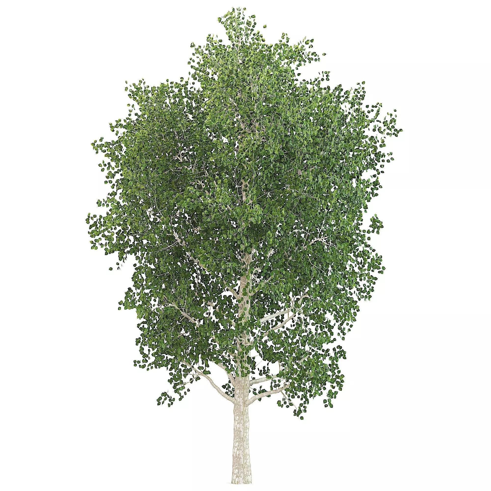 Birch tree v-ray and corona 3D model_0