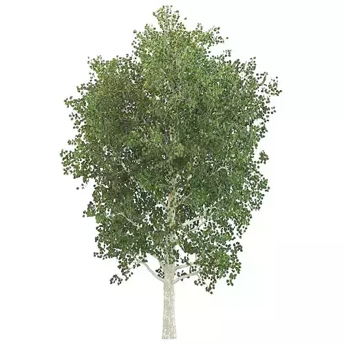 Birch tree v-ray and corona 3D model
