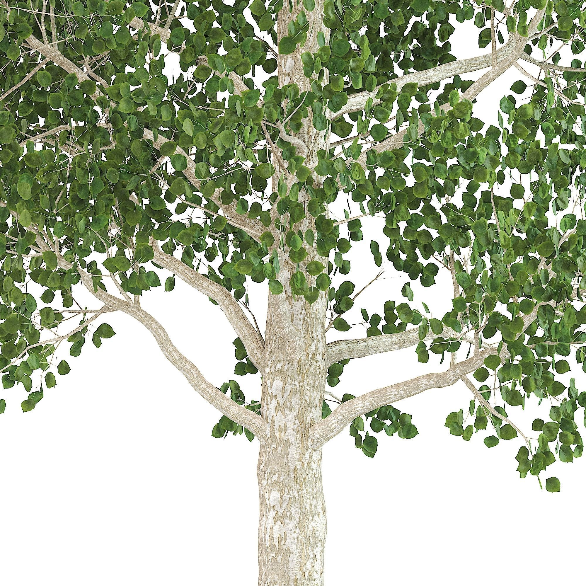Birch tree v-ray and corona 3D model_2