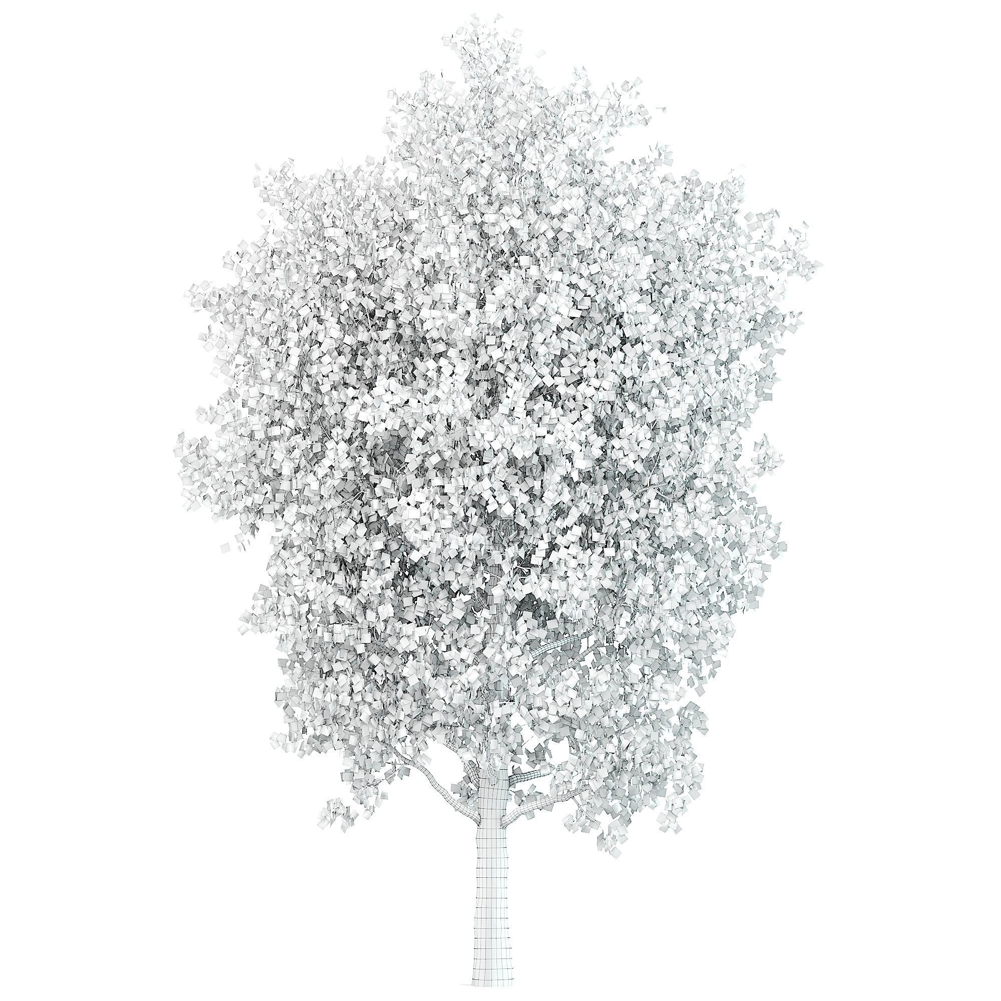 Birch tree v-ray and corona 3D model_1