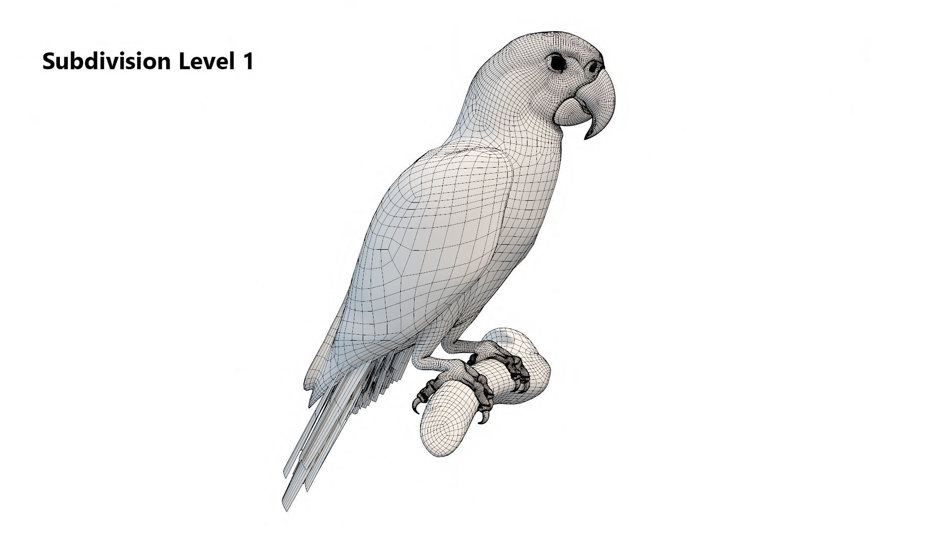 Blue and Gold Macaw Low-poly 3D model_14