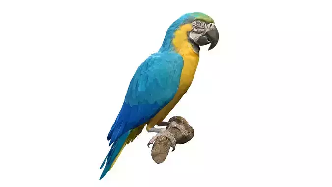 Blue and Gold Macaw Low-poly 3D model