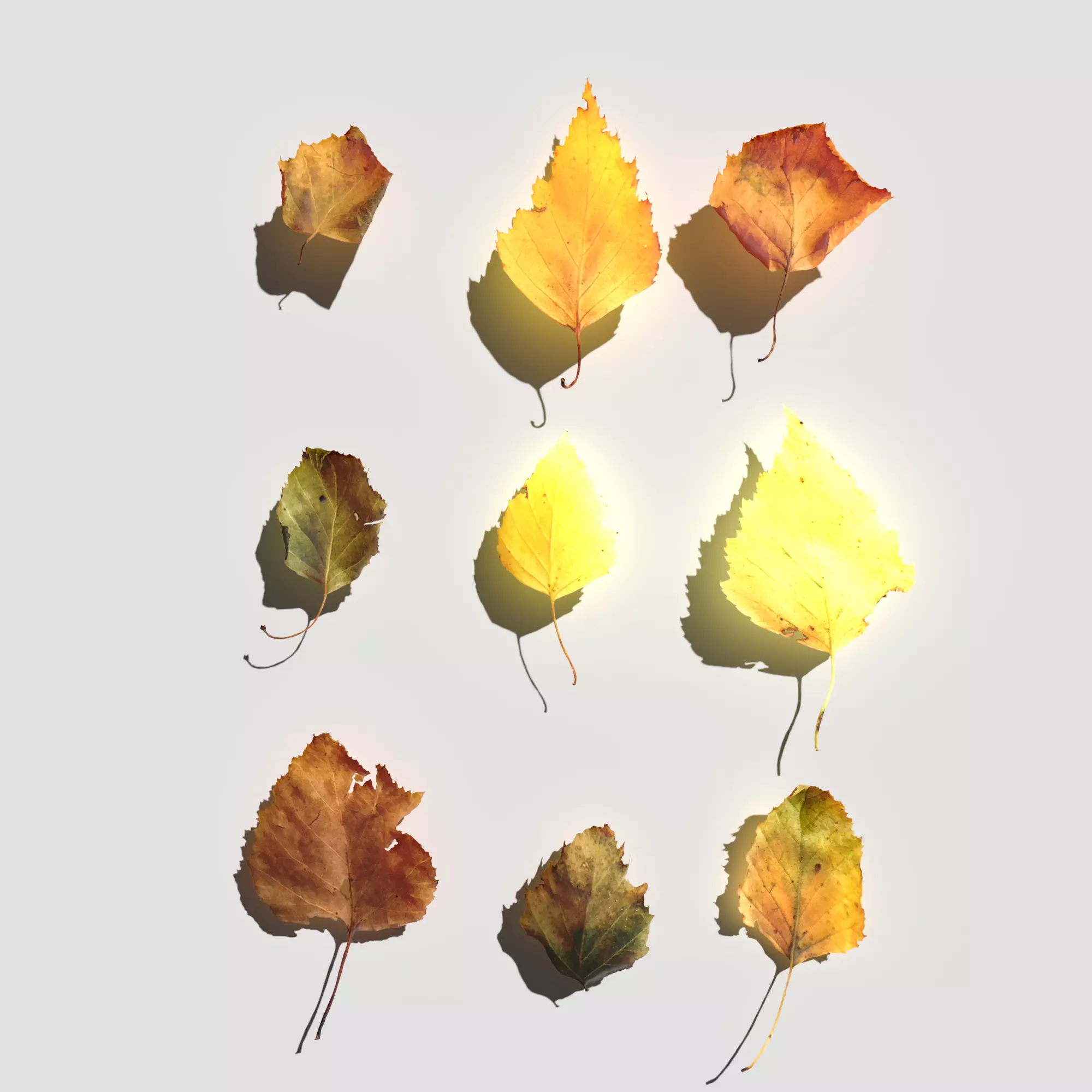 Dry Birch Leaves Pack Low-poly 3D model