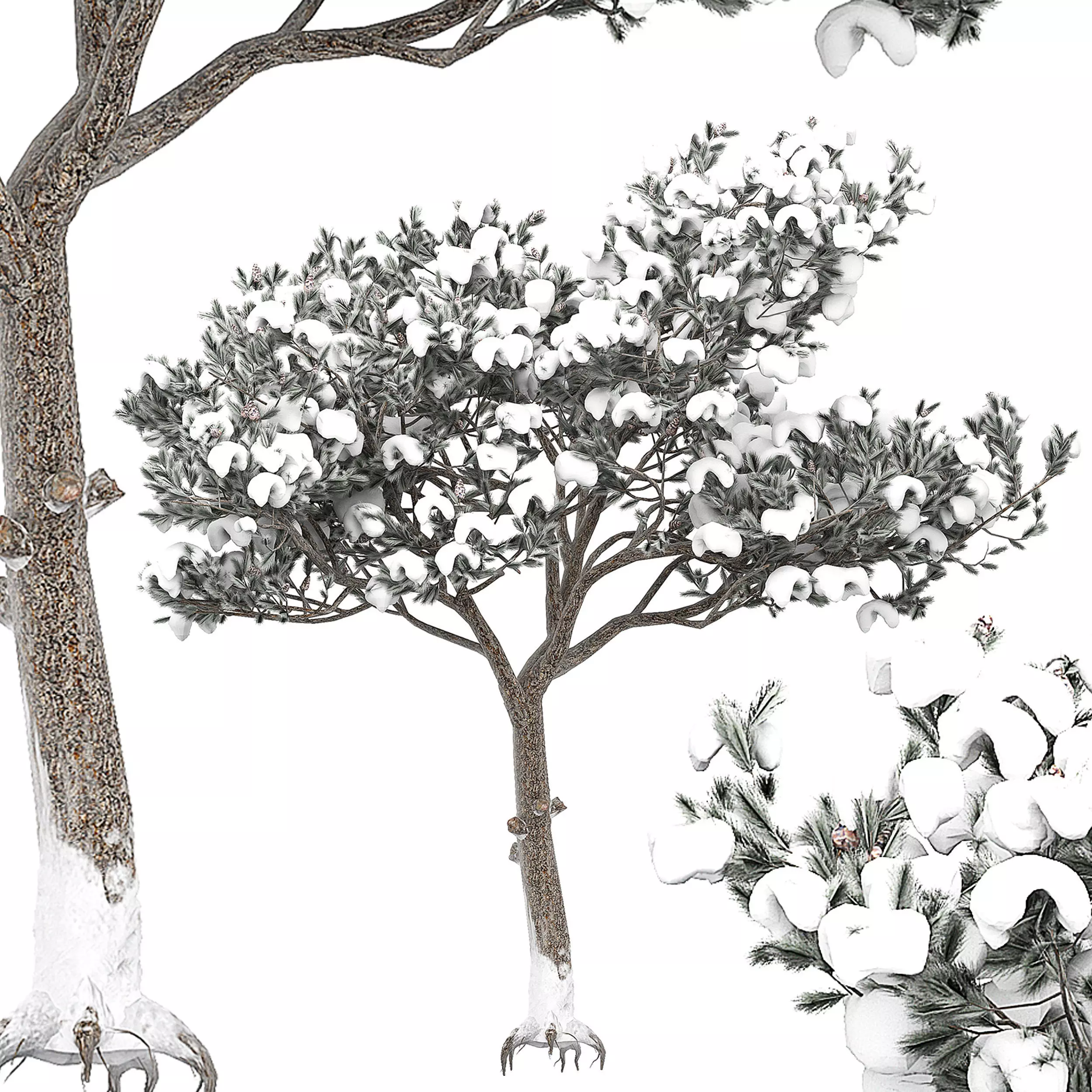 Pine 8 tree 3D model_0