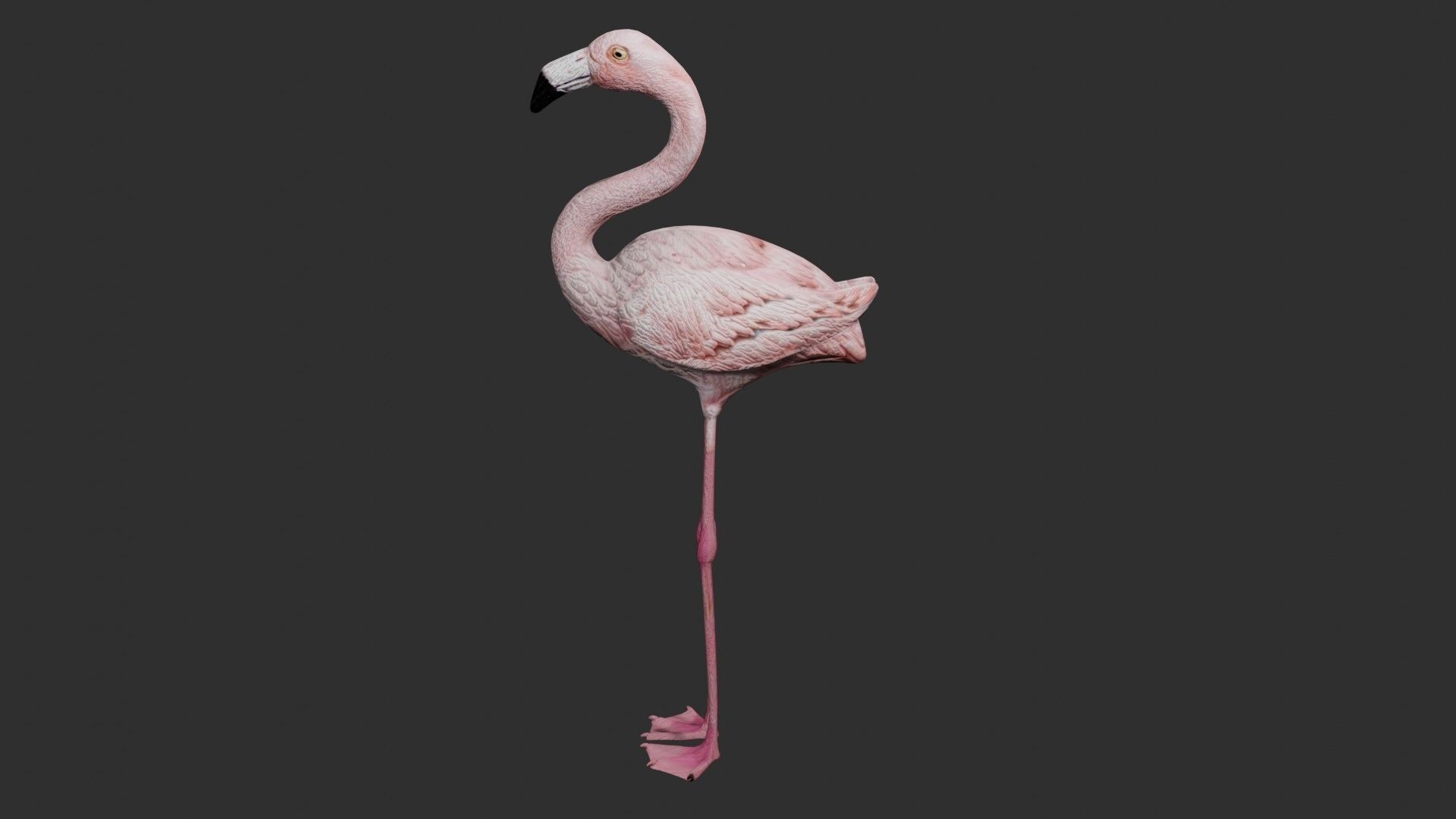 Flamingo 3D model_6