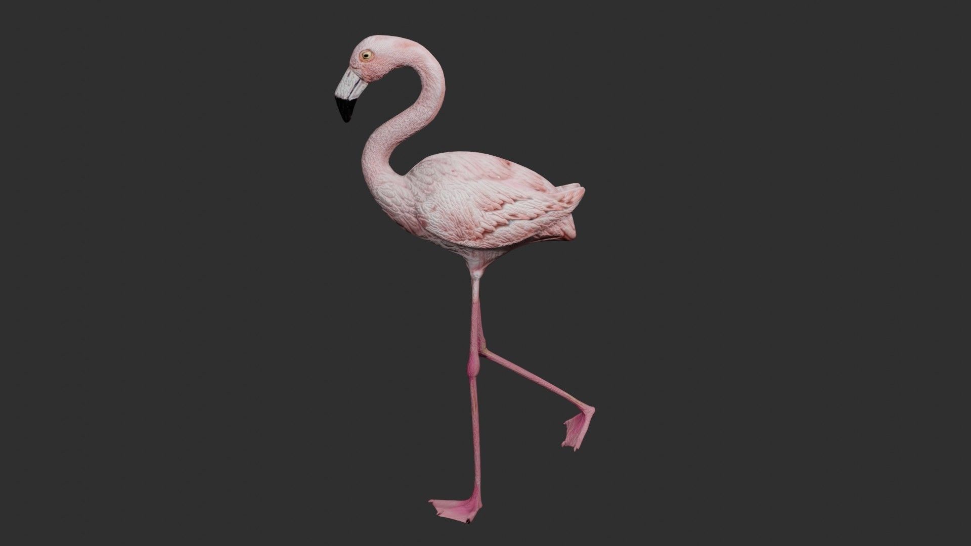 Flamingo 3D model_4