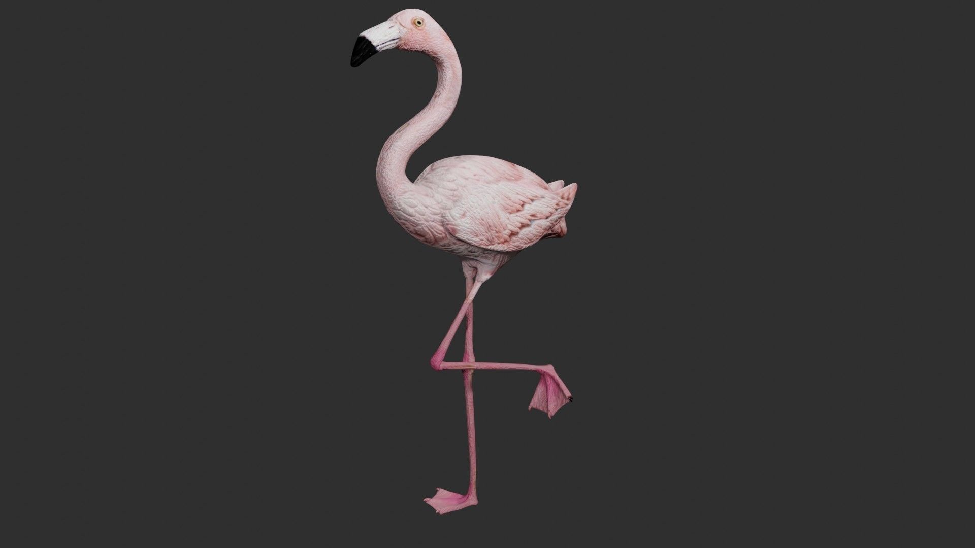 Flamingo 3D model_1