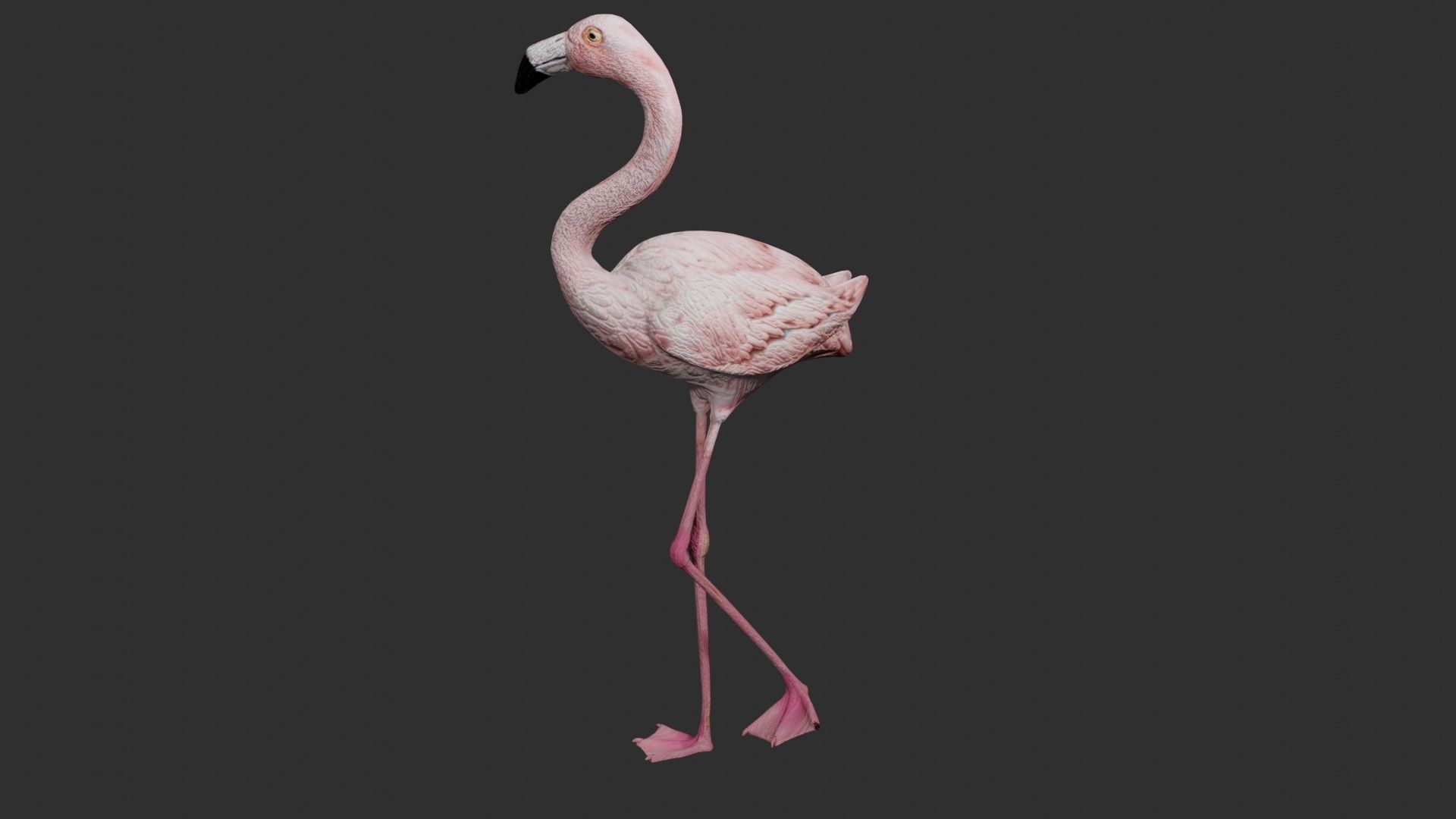 Flamingo 3D model_2