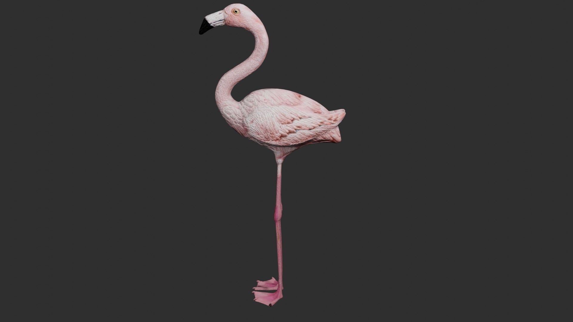 Flamingo 3D model_7