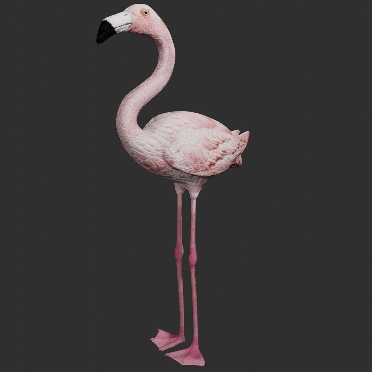 Flamingo 3D model_5