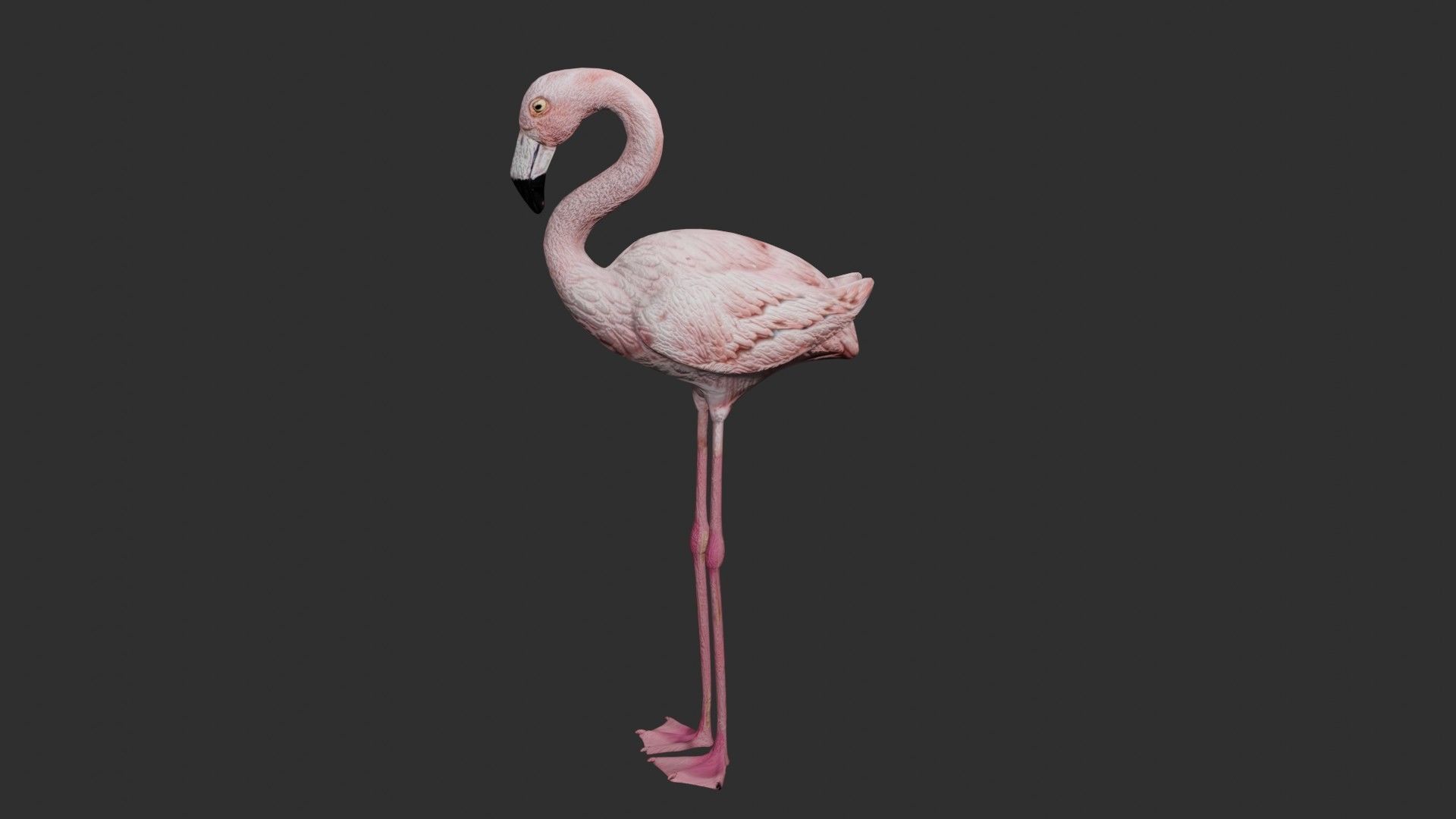 Flamingo 3D model_3