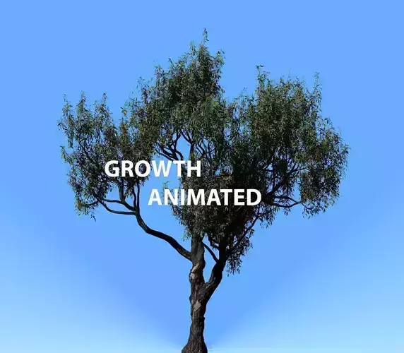 American Chestnut Tree 001 - Growth Animated 3D model